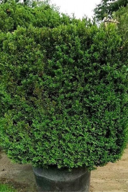 Самшит вечнозелёный Арборесценс / Древовидный | Buxus sempervirens Arborescens | Самшит вічнозелений Арборесценс / Деревовидний